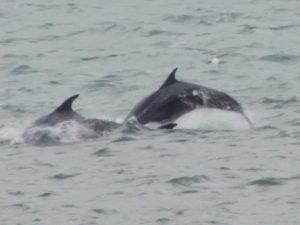 Dolphins Chanonry Point campervan road trip in May with Four Seasons Campers Campervan hire Scotland