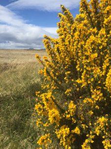 Gorse campervan road trip in May with Four Seasons Campers Campervan hire Scotland