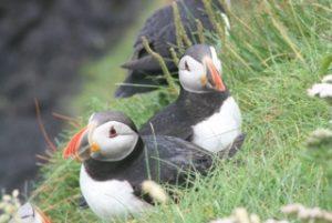 Puffins on Four Seasons Campers campervan road trip Scotland 