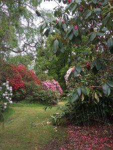 Rhodedendrons on West Coast of Scotland in May campervan road trip with Four Seasons Campers