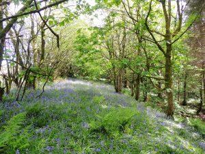  bluebells in May campervan road trip with Four Seasons Campers Scotland
