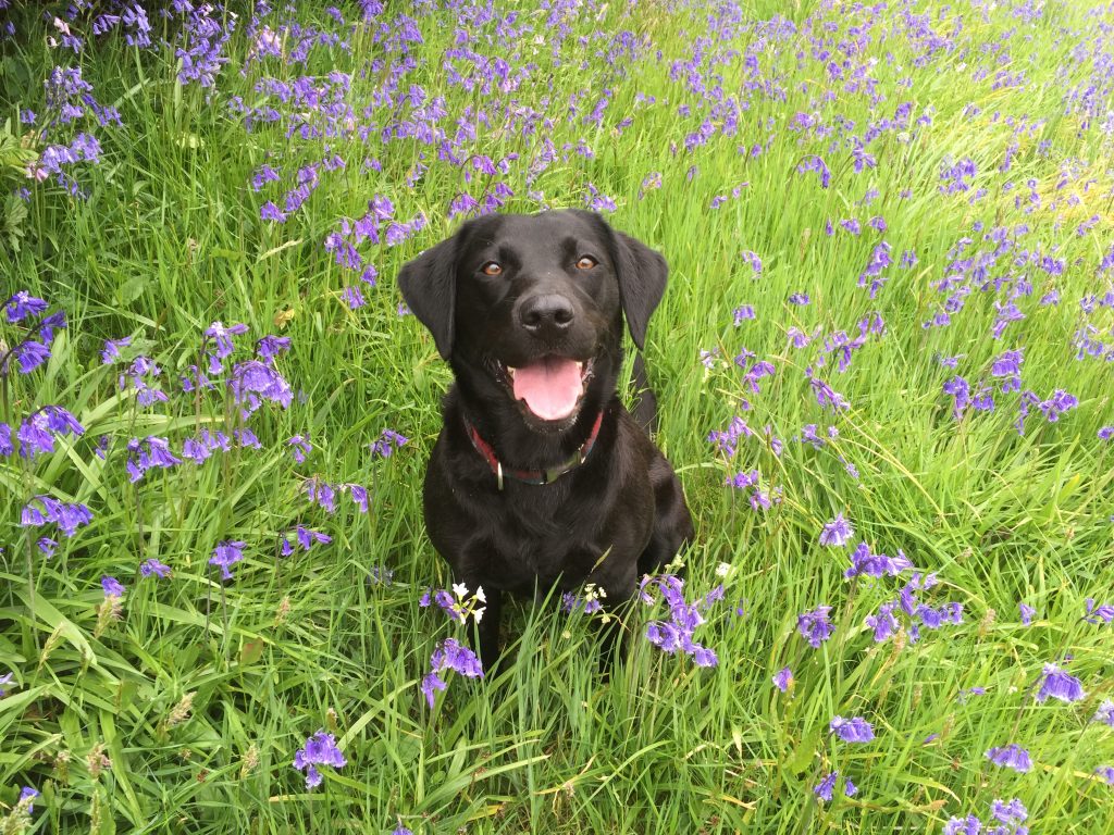 Dog friendly holiday Scotland Four Seasons Campers